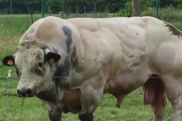 Najbardziej znaną rasą krów ze sztucznie uzyskanym przerostem mięśni jest rasa Belgian Blue
