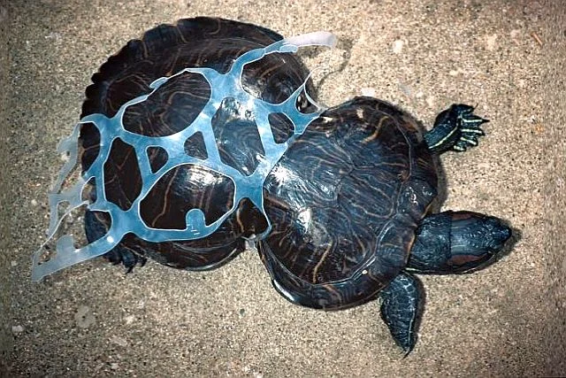 Plastikowe pierścienie są zabójcze dla tysięcy zwierząt