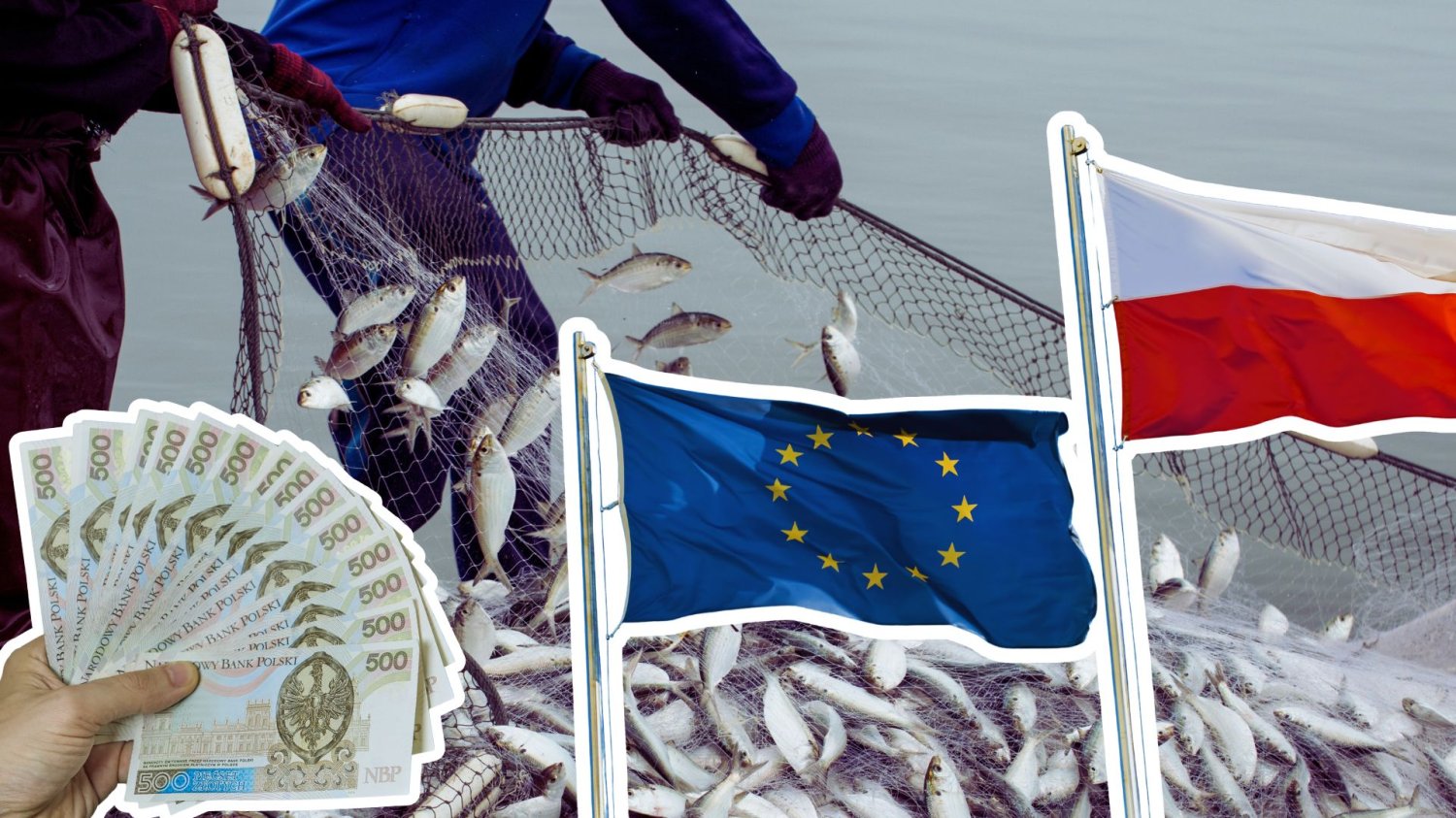 Polska potęgą rybną w Europie. Polacy ich nie jedzą, a eksport warty jest miliardy Połów ryb, flaga Unii Europejskiej i Polski o raz ręka trzymająca polskie banknoty. Polska potęgą rybną w Europie. Nasi producenci są potęgą w Europie