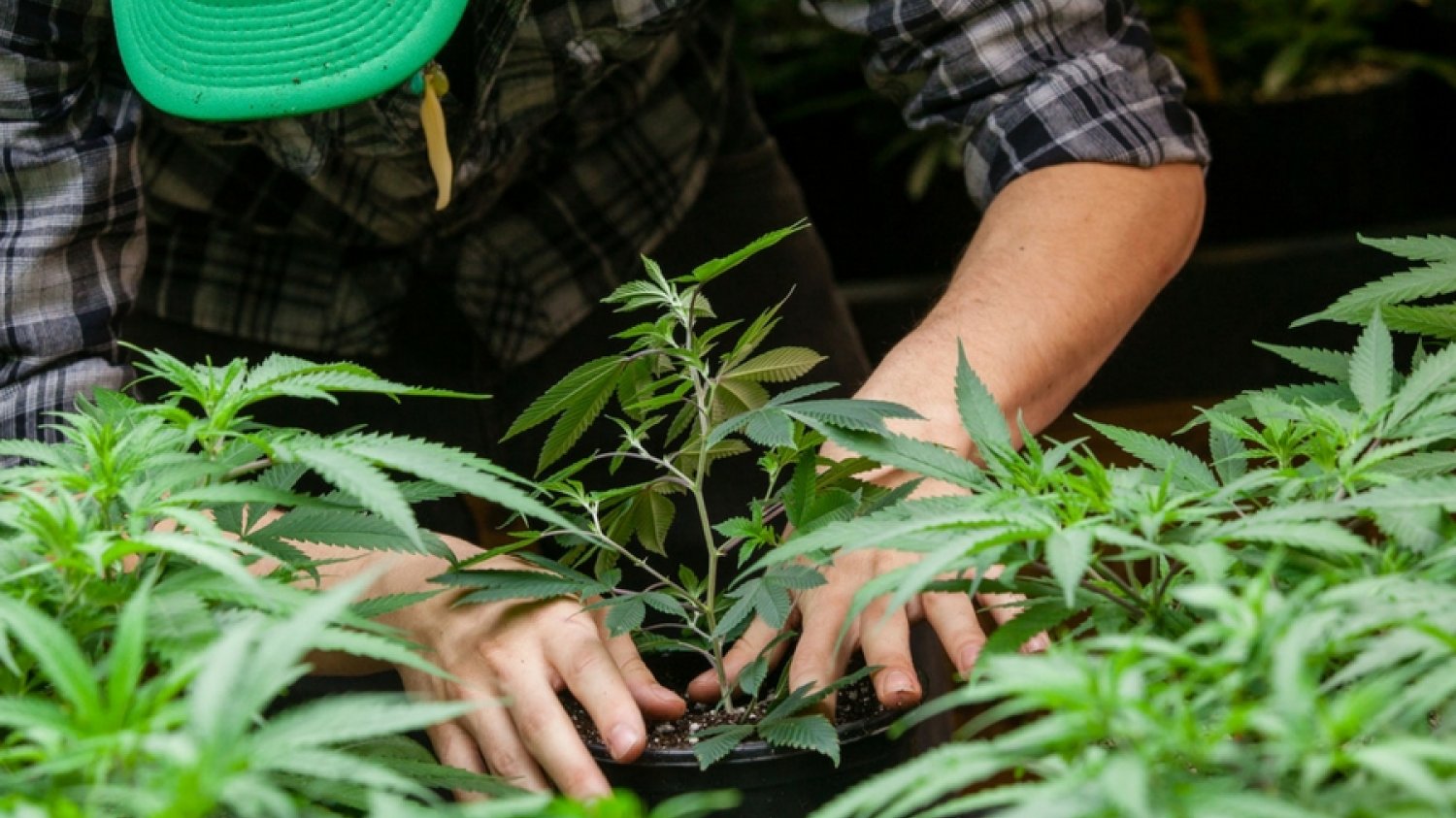 Wpływ marijuany na mózg jest znacznie mniej szkodliwy niż w przypadku alkoholu.
