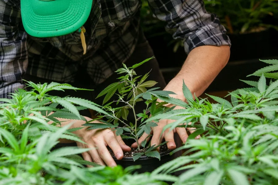 Wpływ marijuany na mózg jest znacznie mniej szkodliwy niż w przypadku alkoholu.
