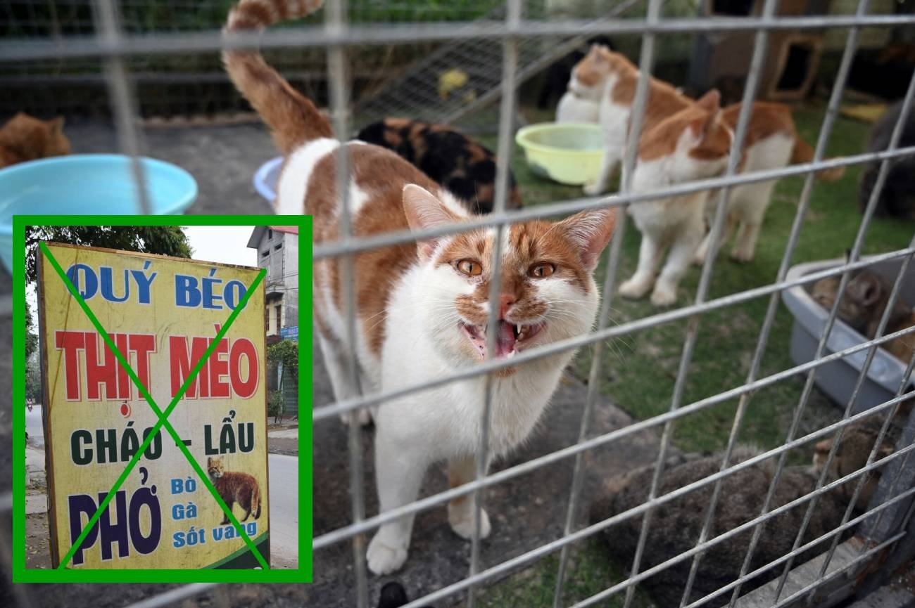 Organizacja HSI walczy z handlem kocim mięsem w Azji.