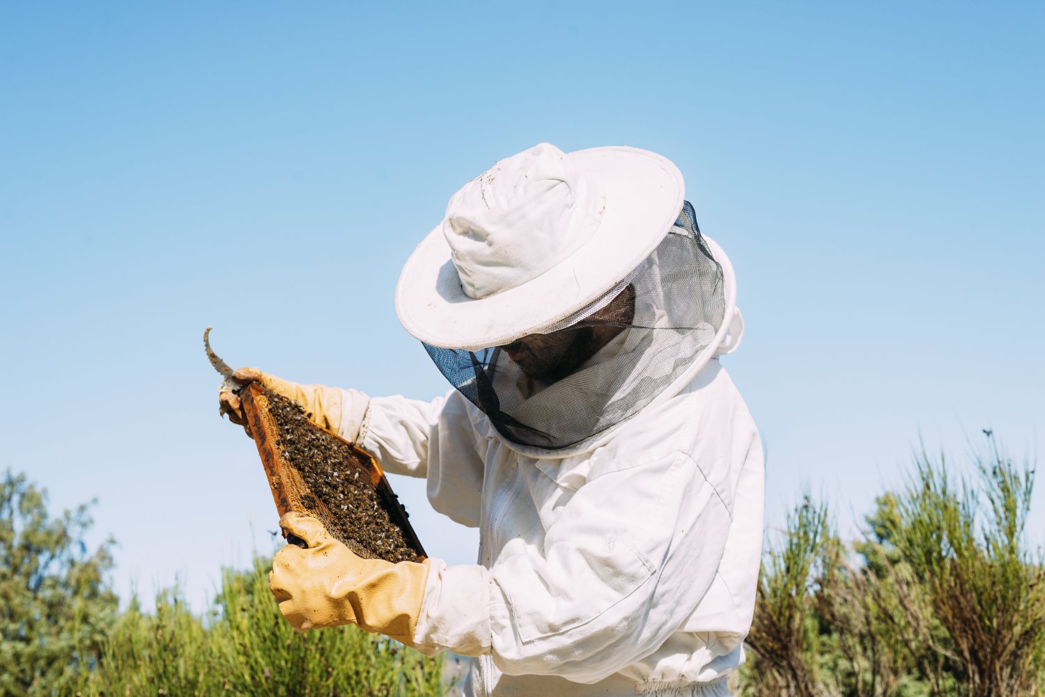 Superpszczoły są odporniejsze na choroby i pasożyty, bardziej wytrzymałe w niskich temperaturach oraz mniej wybredne w zapylaniu roślin uprawnych