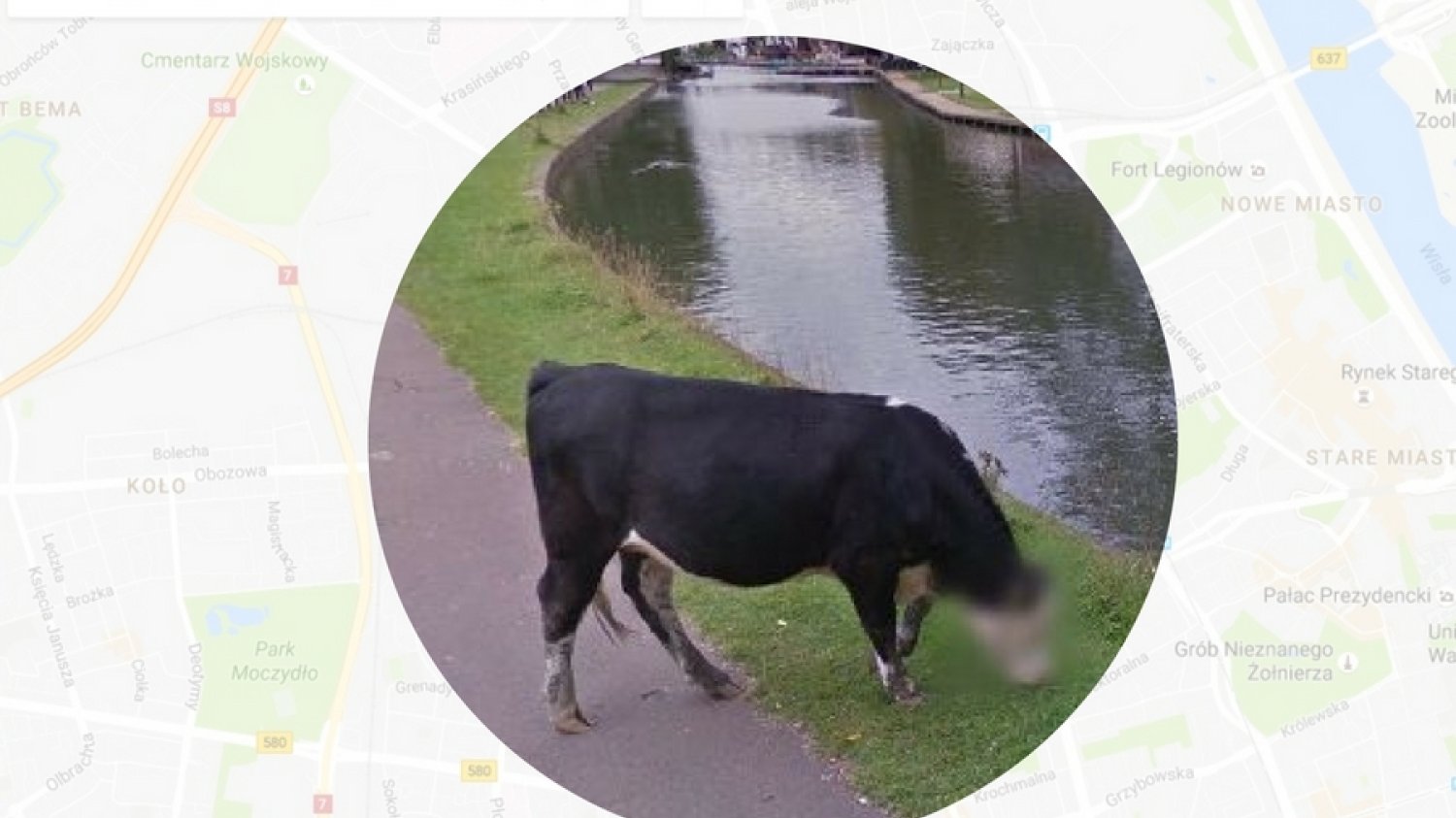 Google zamazuje pyski krów.