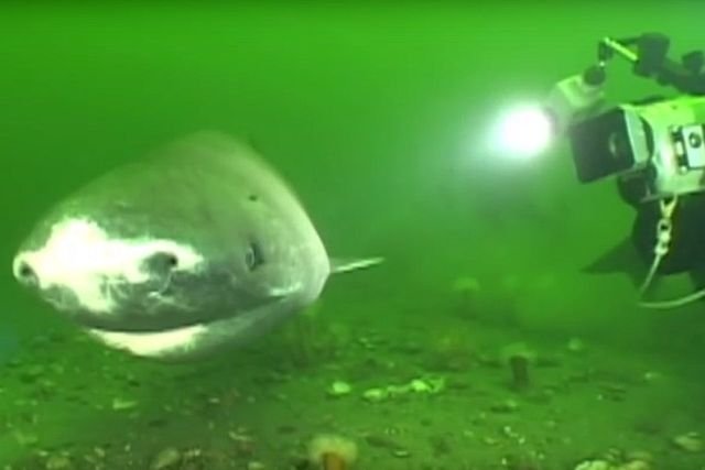 Rekiny grenlandzkie (Somniosus microcephalus) pochodzą z Arktyki i Północnego Atlantyku i mogą urosnąć do długości do 7 metrów, ważą do 1200 kilogramów.