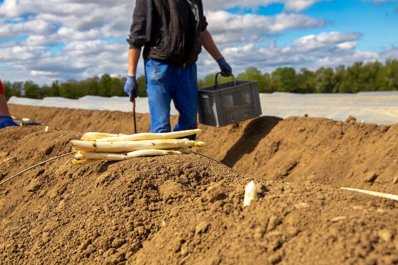 Niemcom brakuje rąk do pracy przy zbiorze szparagów.