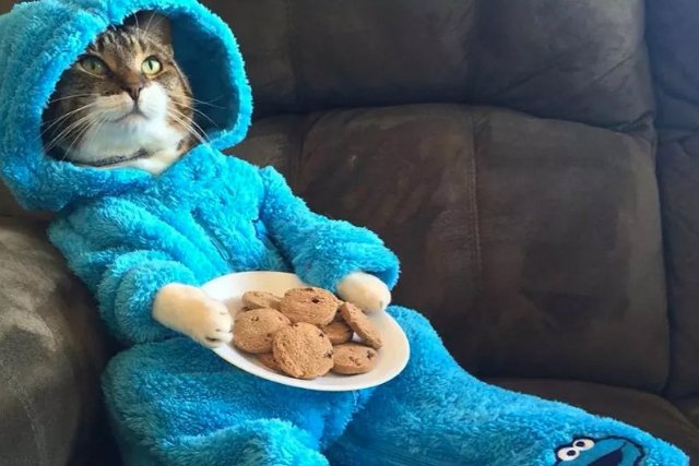 Ambasada USA w Canberrze omyłkowo wysłała e-mailowe zaproszenia z kotem w piżamie.