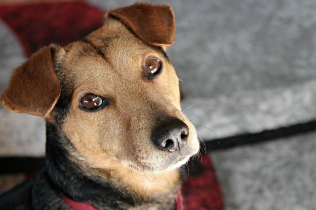 Pies to nie zabawka. Musimy nie tylko zadbać o jego utrzymanie, ale też opiekę.