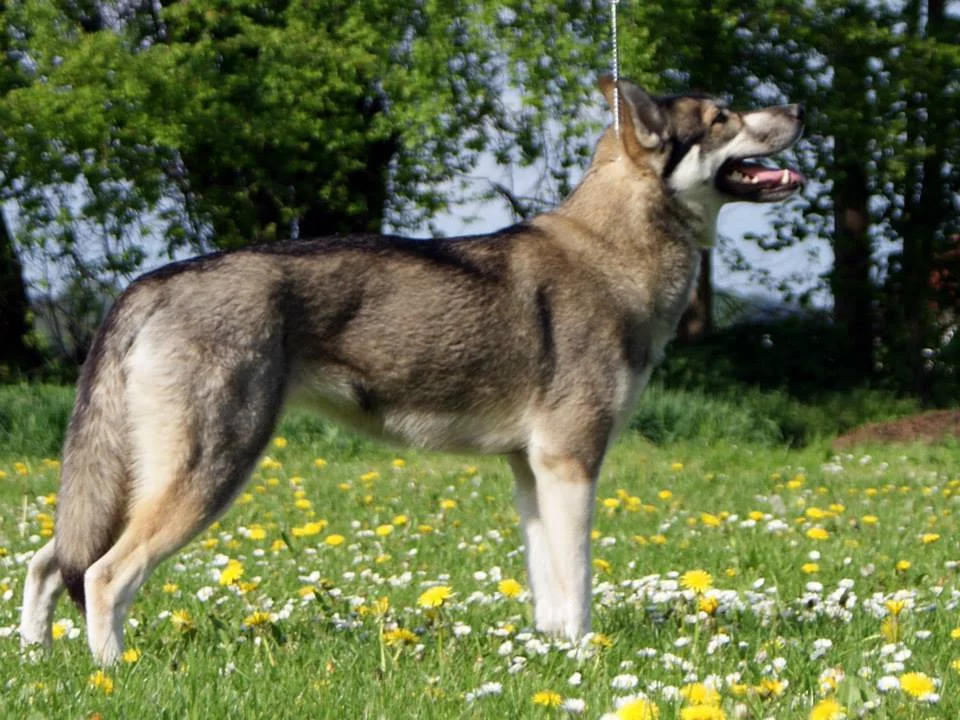 Psy rasy husky uwielbiają nowe tereny, inaczej są znudzone