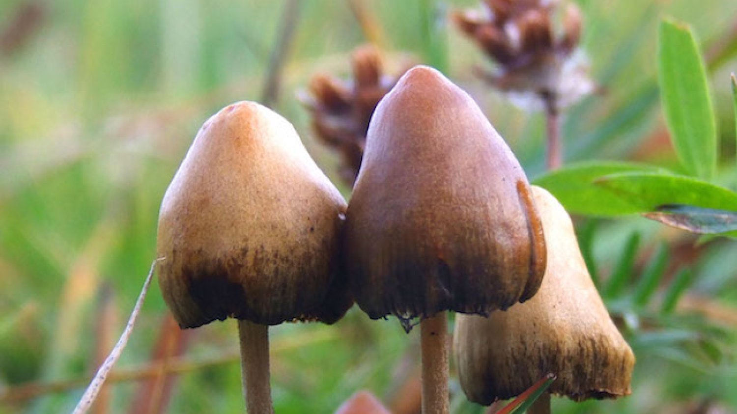 Psylocybina jest obecna między innymi w grzybach halucynogennych.