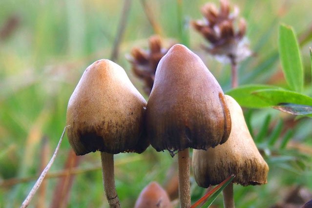 Psylocybina jest obecna między innymi w grzybach halucynogennych.