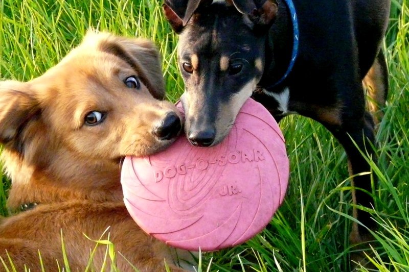 Wyprowadź psa na wspólny spacer z nieznajomym. Dzięki polskiej aplikacji DingDog