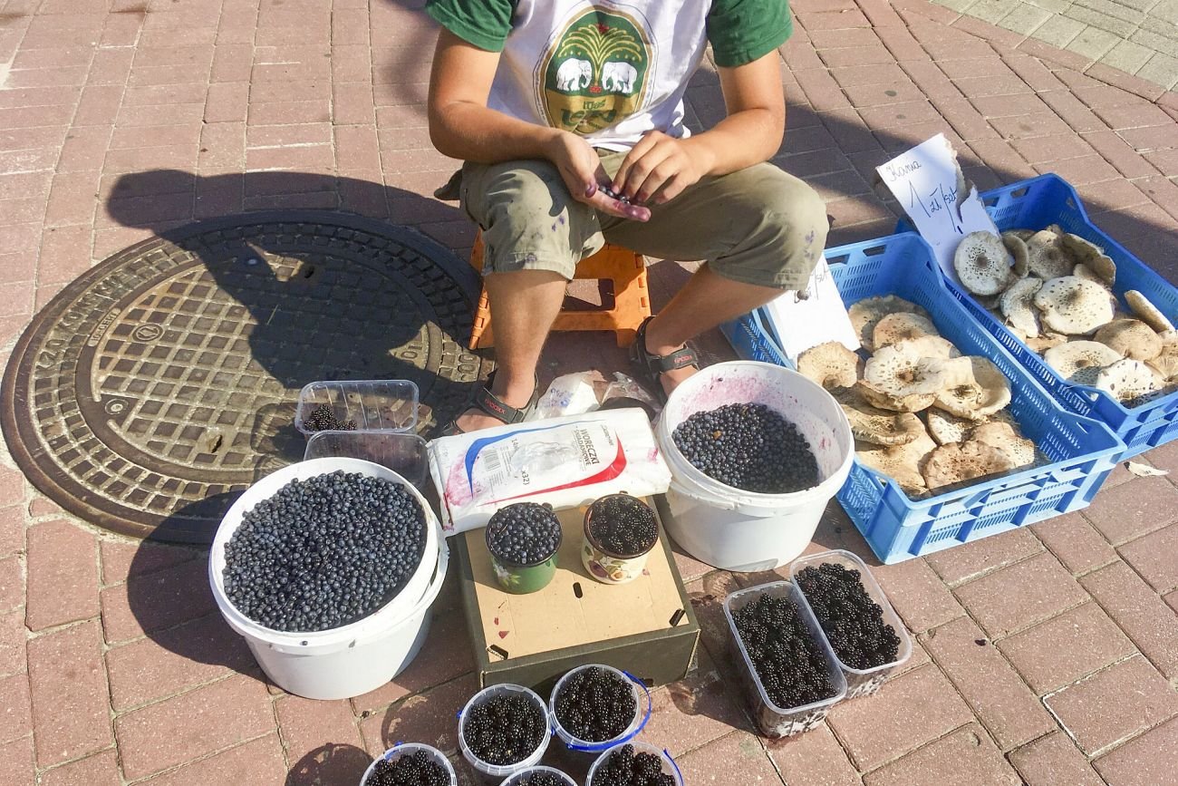 Bez atestu od sanepidu nie wolno handlować własnoręcznie zebranymi jagodami i innymi owocami leśnego runa.