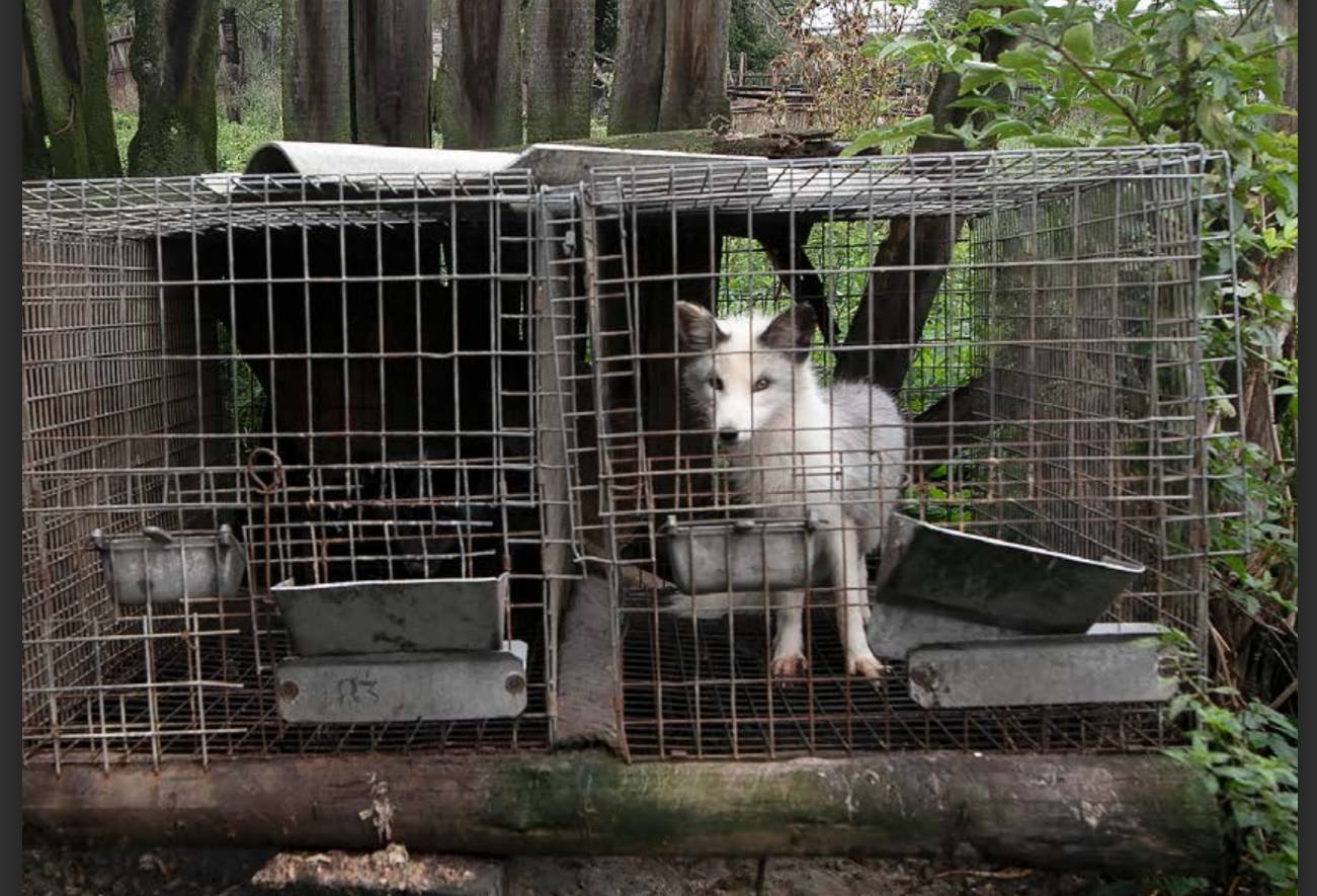 Film dokumentalny "Poza widokiem" obrazuje walkę o prawa zwierząt w Polsce.