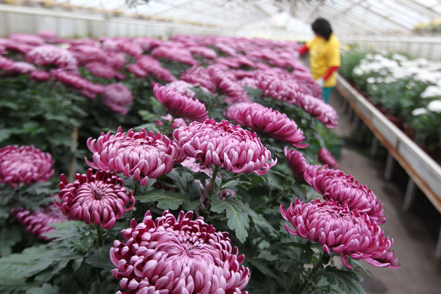 Sprzedawcy chryzantem otrzymają rekompensaty.