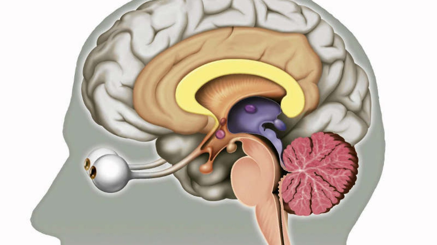 Sukces polskich naukowców w walce z chorobą Alzheimera