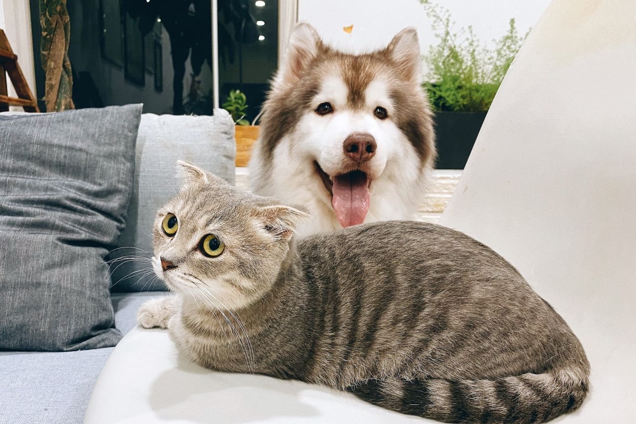 Utrzymanie zwierząt domowych drożeje