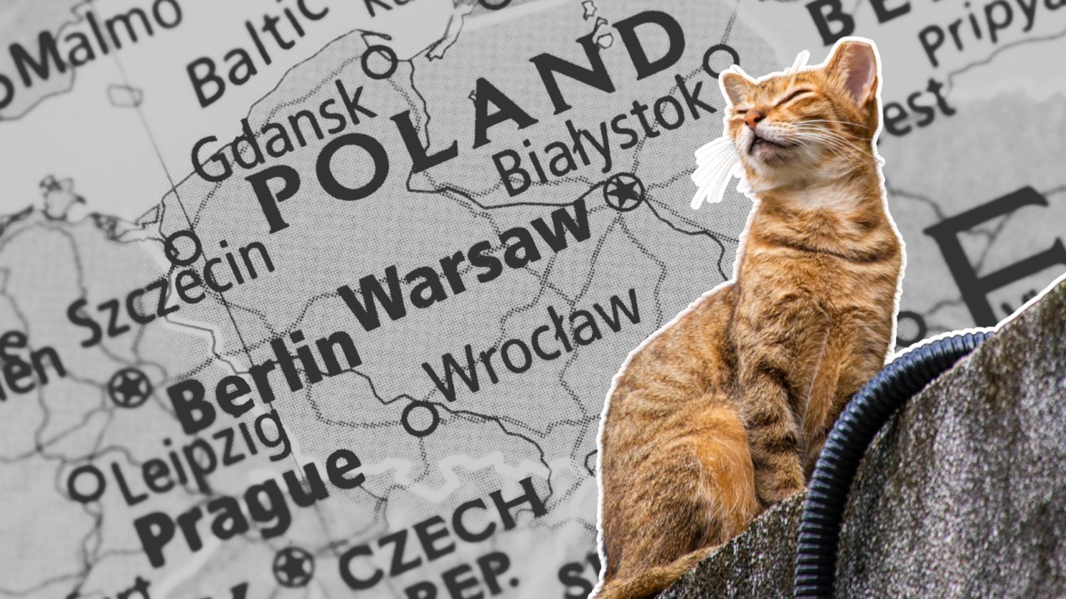 Zagubiona przez 11 lat kotka znaleziona w polskim rejestrze. Dlatego chipowanie zwierząt jest ważne Kotka na tle mapy Polski i Europy.