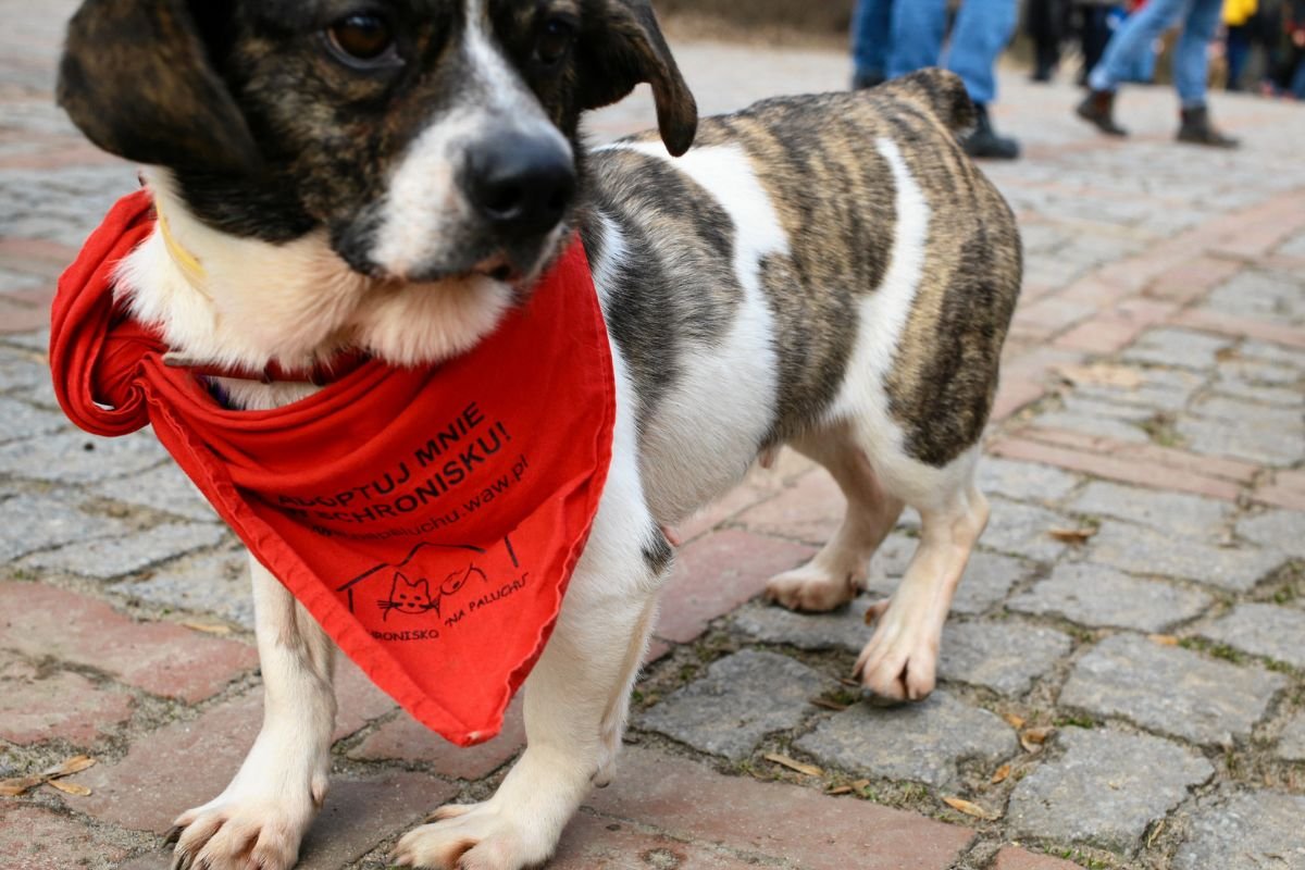 Psy i koty mogą czuć się oszukane. W ich karmach nie ma tego, co widać na opakowaniu.