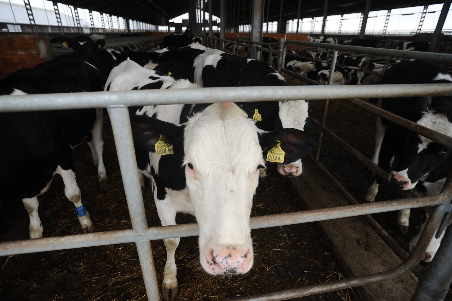 W Polsce odnotowano przypadek choroby szalonych krów. BSE nie było w naszym kraju już od 6 lat.