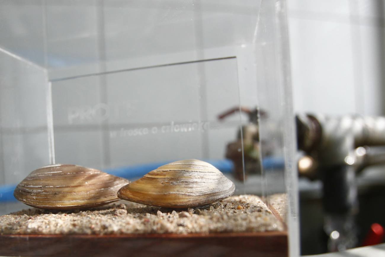 Systemy biomonitoringu z użyciem małży dbają o czystość wody pitnej w całej Polsce.