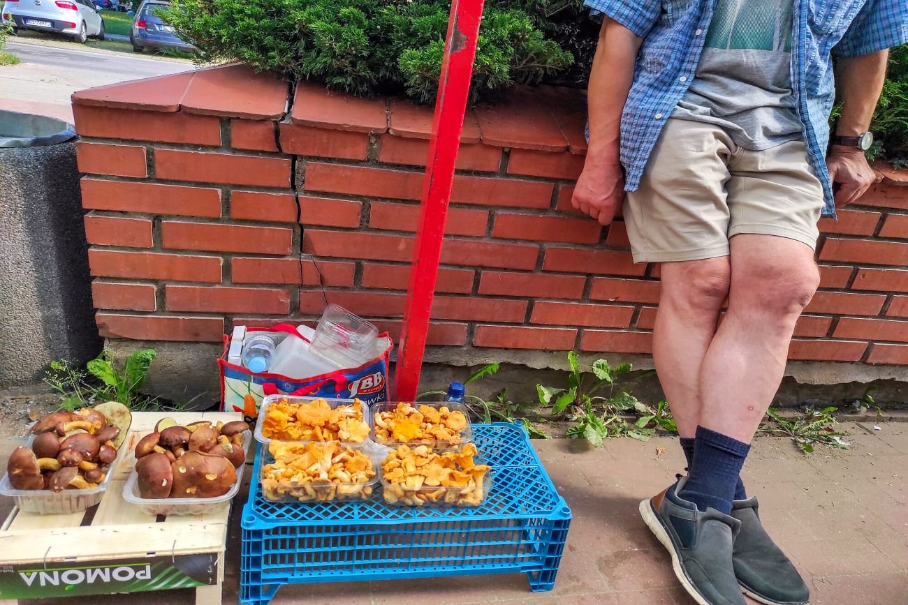 Ceny grzybów są obecnie bardzo wysokie