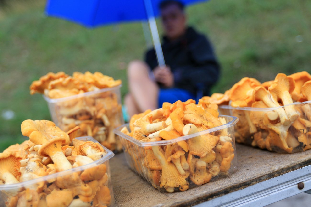 Kurki sprzedawane przy trasie