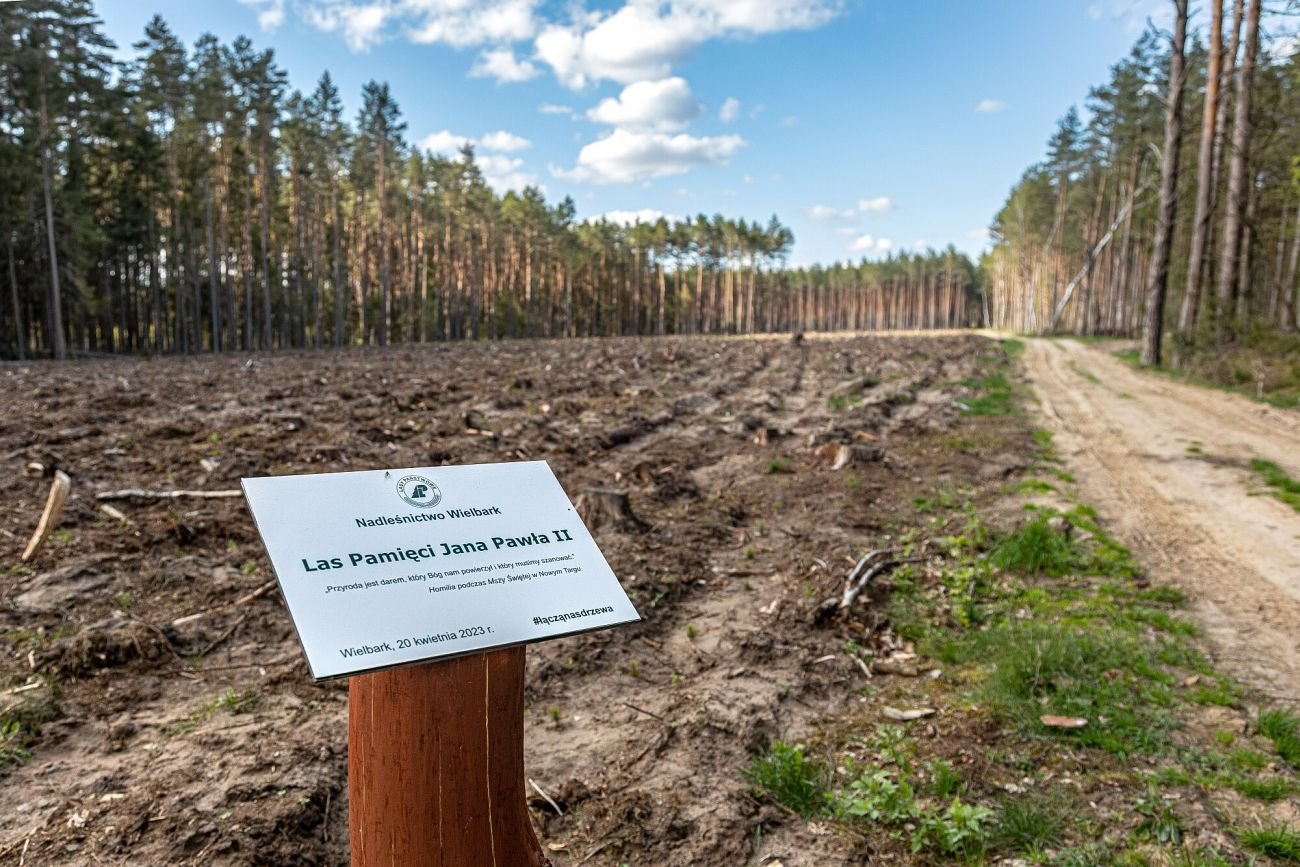 Polskie lasy mogą znów odzyskać ważną formę ochrony przed nadmierną wycinką