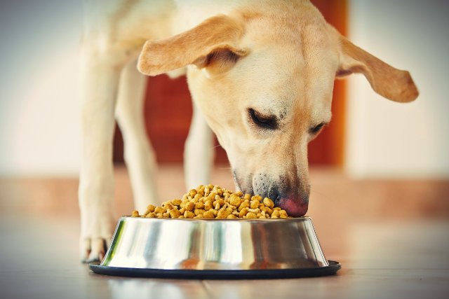 Producent kociej i psiej karmy Royal Canin Polska działał w zmowie ze swoimi dystrybutorami na niekorzyść klientów – orzekł sąd apelacyjny