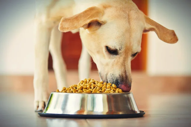 Producent kociej i psiej karmy Royal Canin Polska działał w zmowie ze swoimi dystrybutorami na niekorzyść klientów – orzekł sąd apelacyjny
