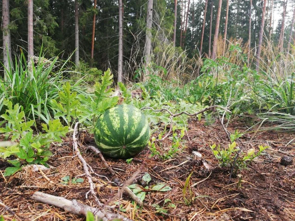 Arbuz w podlaskim lesie to widok, który niedługo może stać się naszą codziennością.