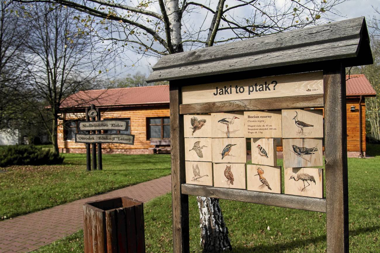 tablica edukacyjna z napisem "jaki to ptak" na terenie jednego z nadleśnictw