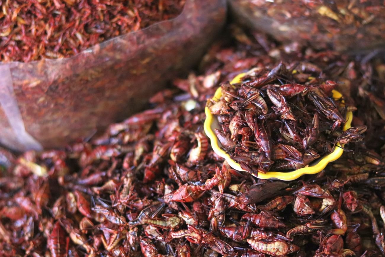 Owady nadają się nie tylko do jedzenia, są też świetnym składnikiem paszy dla zwierząt.