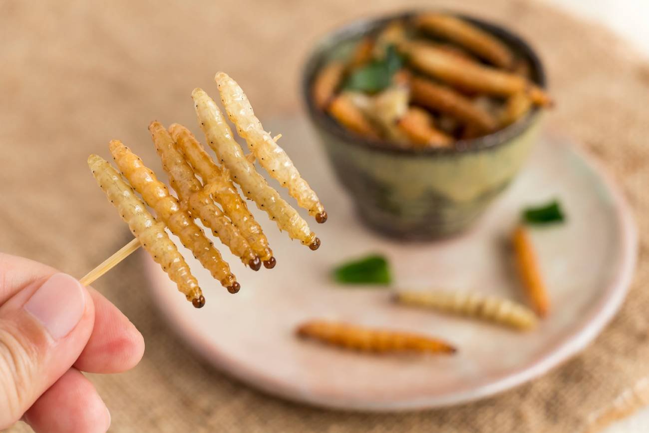 Larwy na patyczku do koreczków.