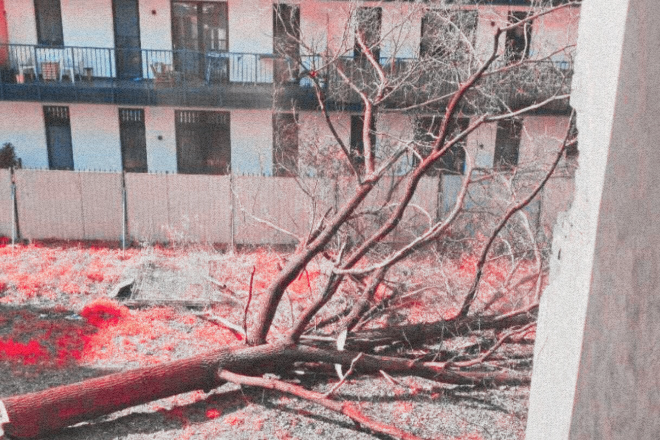 Wycięte drzewo na Pradze-Północ.