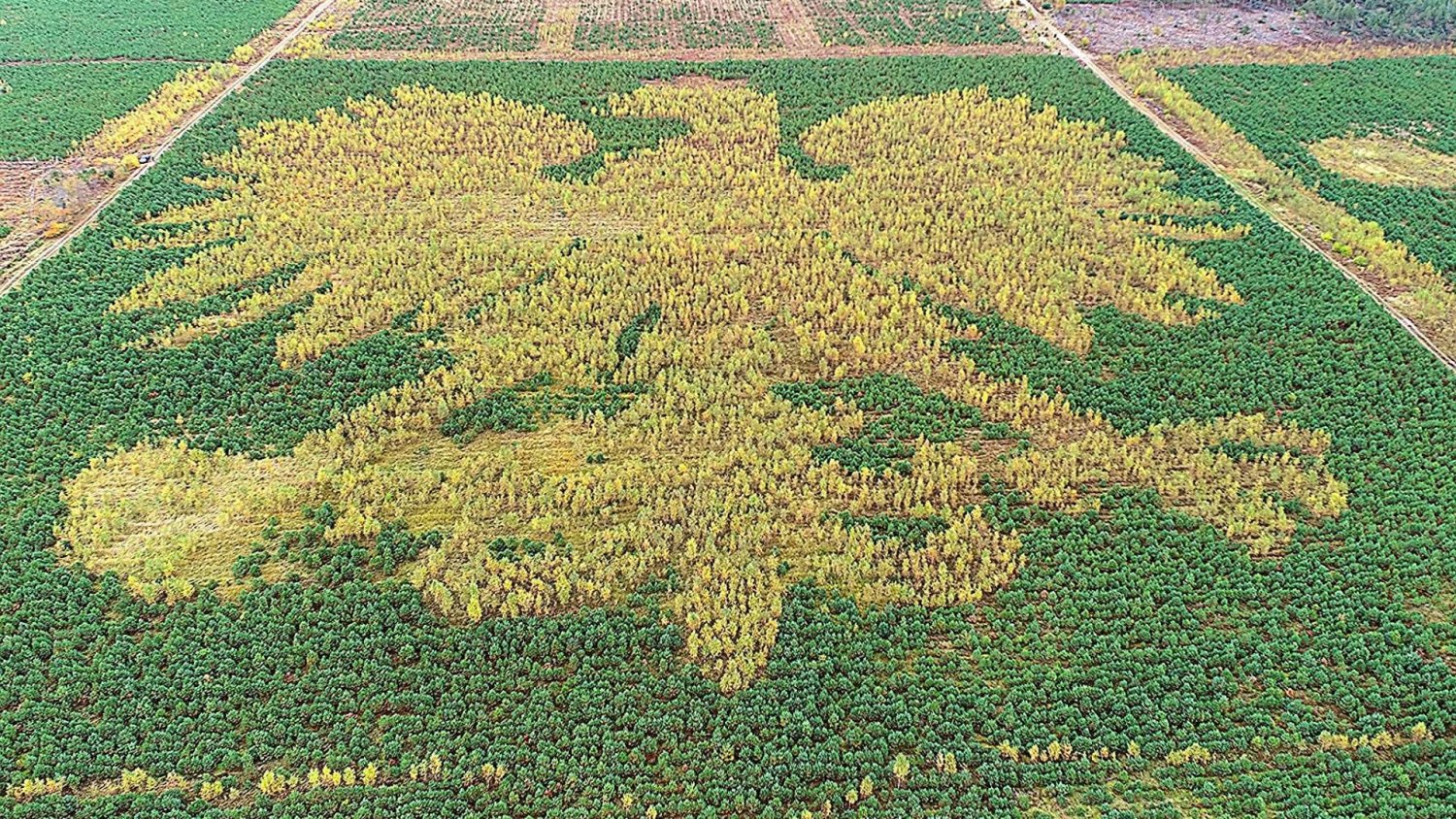 300-metrowe skrzydła i modrzewiowa korona. Kaszubski orzeł zadziwia świat