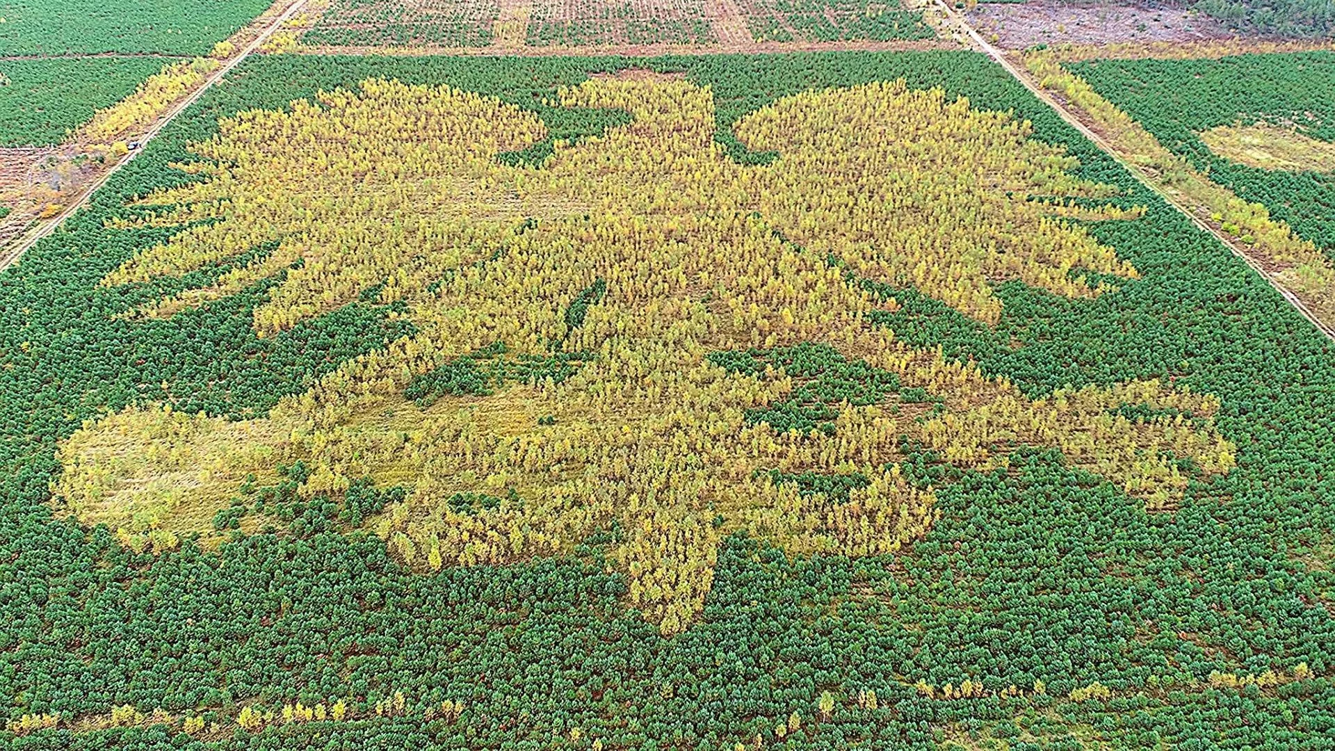 300-metrowe skrzydła i modrzewiowa korona. Kaszubski orzeł zadziwia świat 300-metrowe skrzydła i modrzewiowa korona. Kaszubski orzeł zadziwia świat
