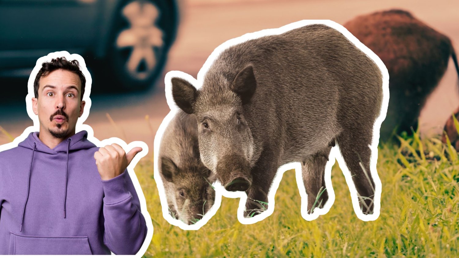 Dziki i zdzwiony człowiek. Bieszczady tracą dziki, miasta zyskują problem. Za chwilę przyjdą wilki