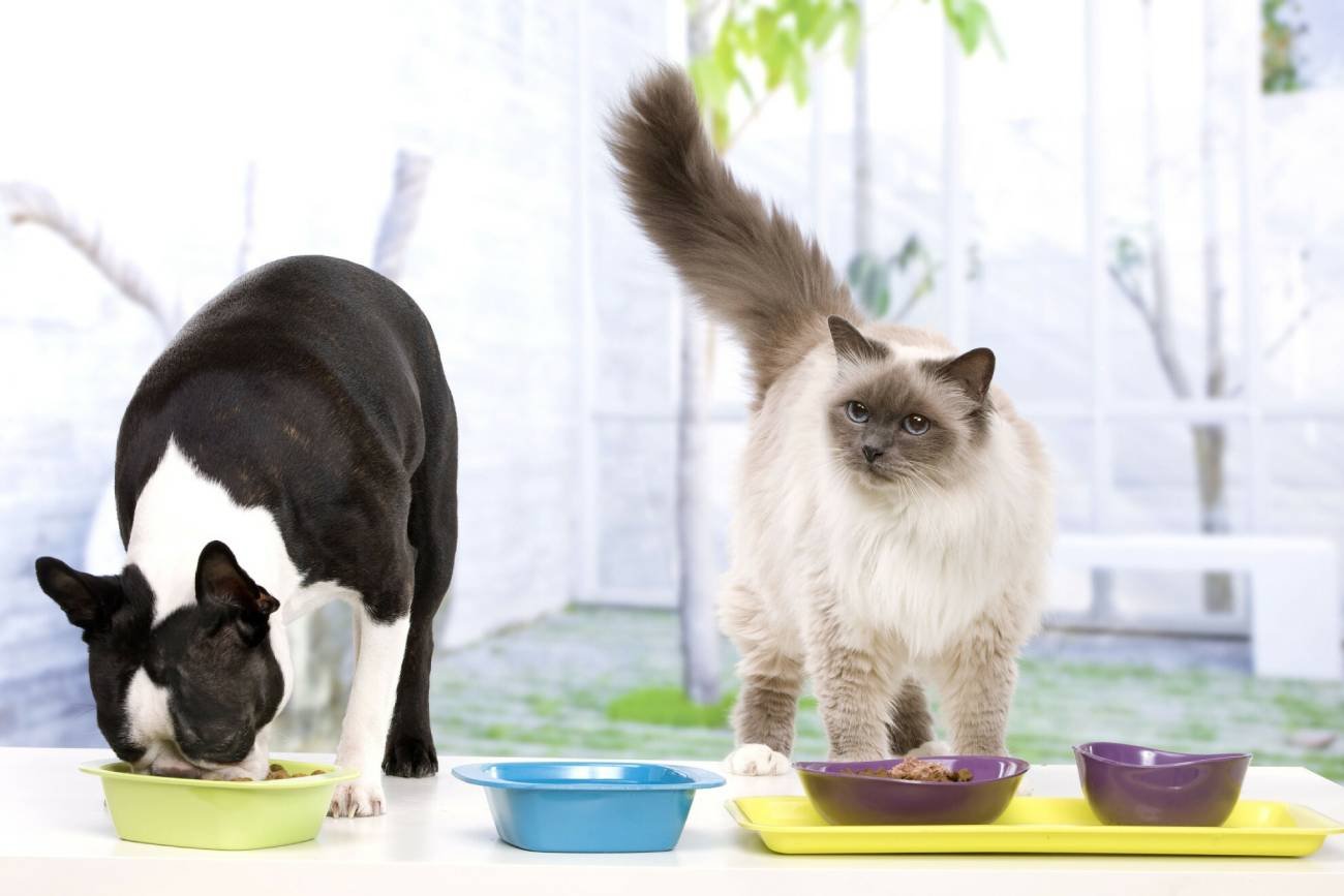 Karmienie psa i kota.