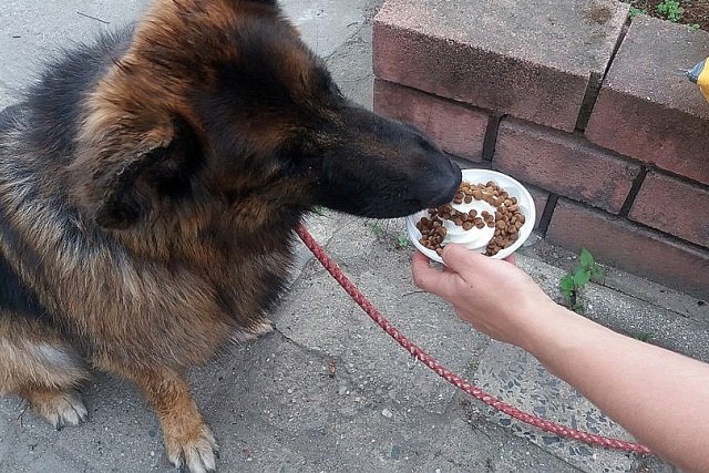 Lody dla psów okazały się hitem sprzedaży w jednym w wrocławskich lokali