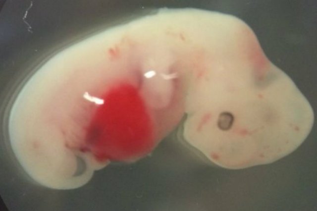 Naukowcy twierdzą, że to bardzo ważny krok w dziedzinie testowania leków czy hodowania ludzkich narządów do przeszczepów.