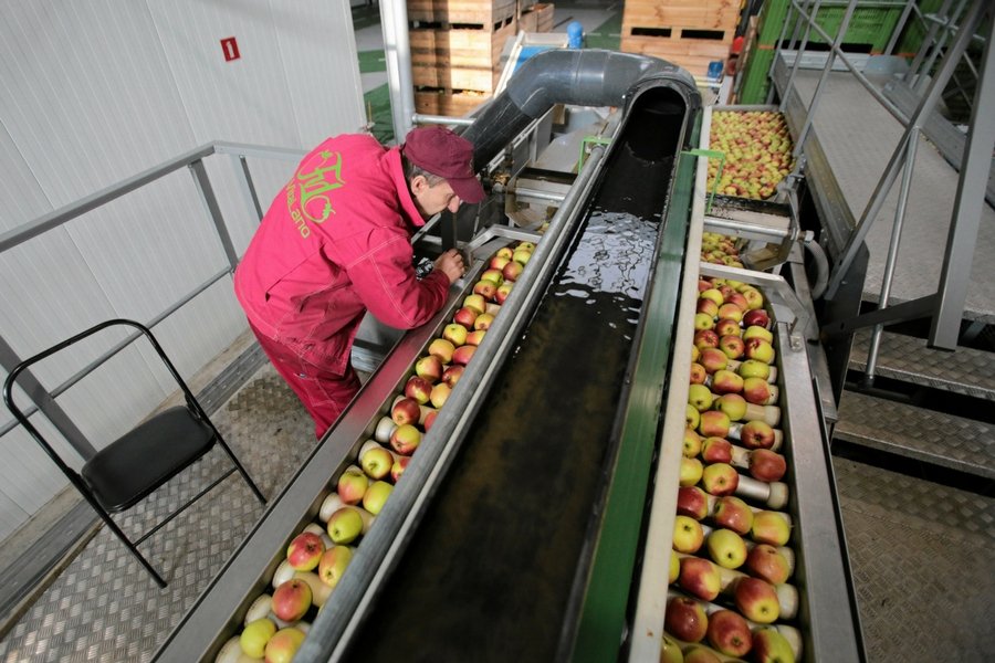 Polscy sadownicy zaczynają odrabiać straty z ostatnich trzech lat.