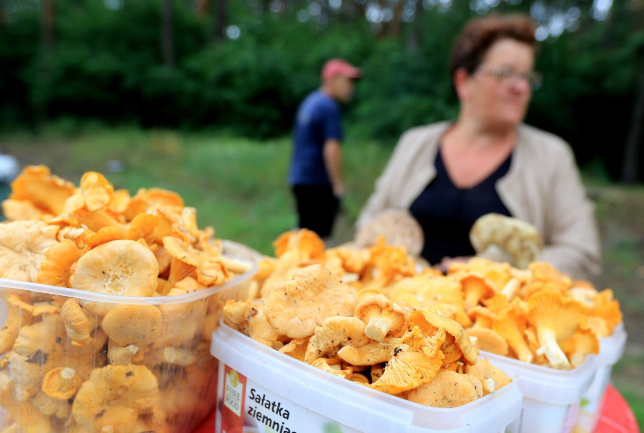 Ile trzeba zapłacić za kilogram kurek w 2024 roku?