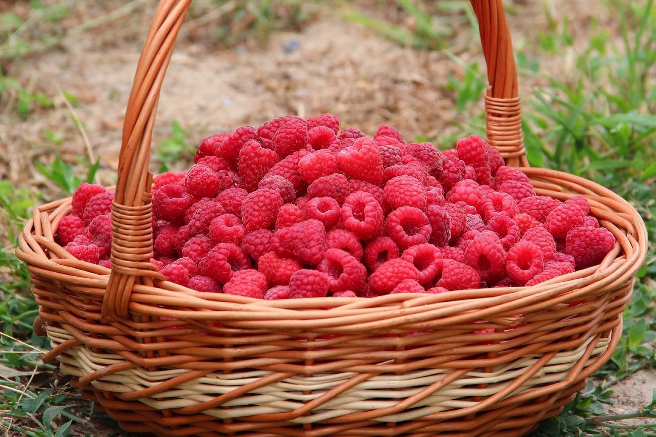 Kosz malin na tle pola.