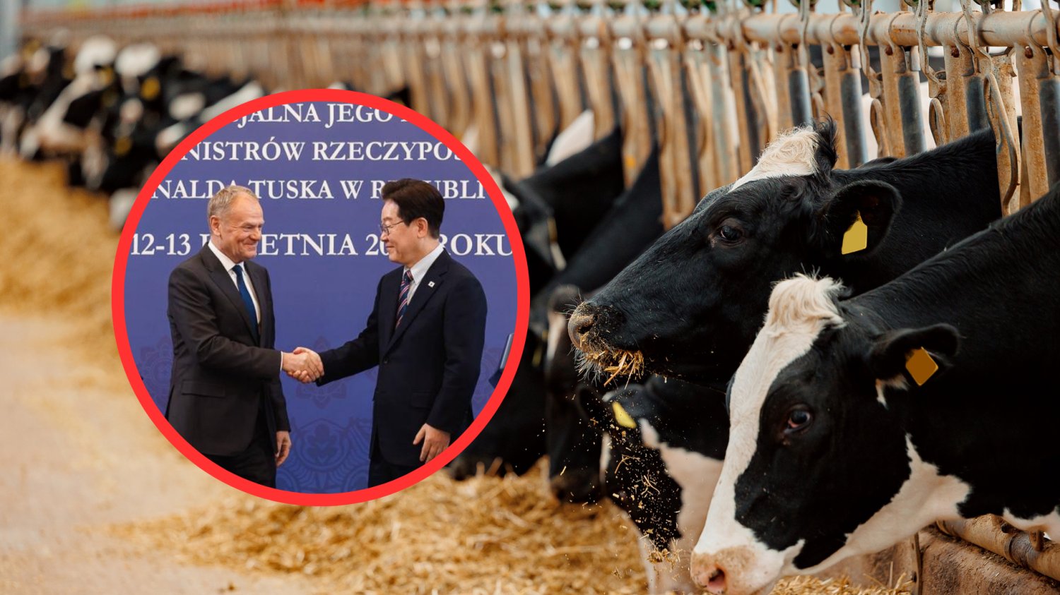 Rząd chce wysłać polską wołowinę do Korei. Branża mięsna już liczy pieniądze Donald Tusk w Korei Południowej. W tle krowy.