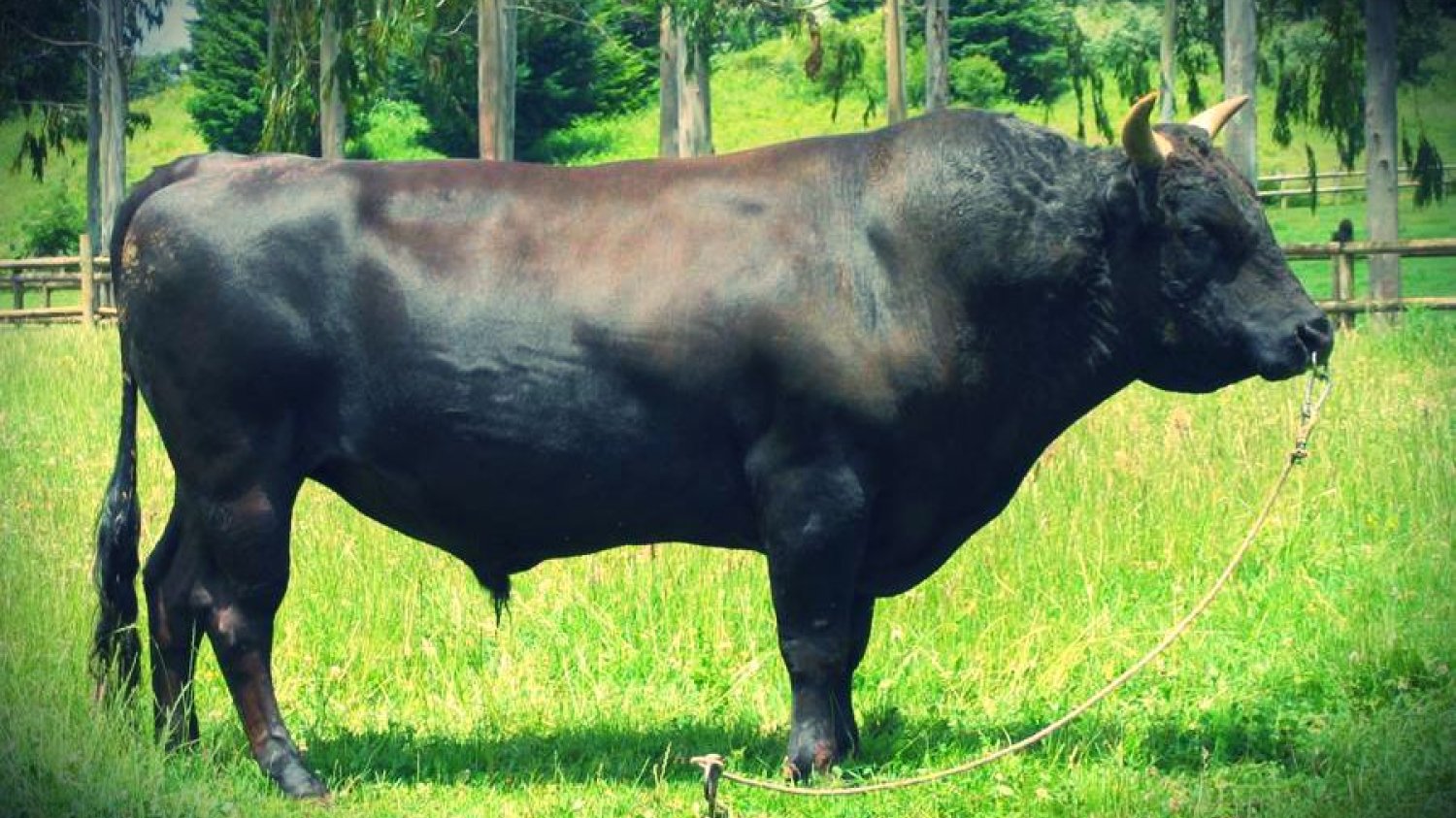 Krowa rasy Wagyu.