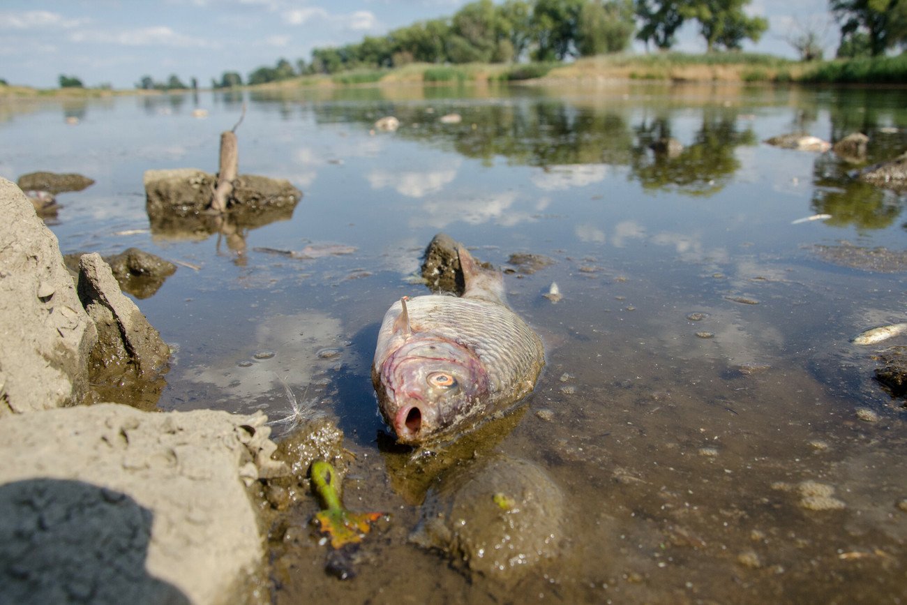Polski Związek Wędkarski będzie domagał się odszkodowań za zanieczyszczenie Odry
