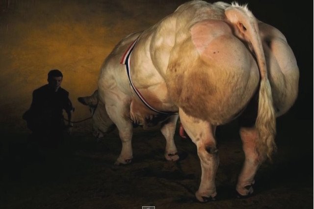 Genetyczne modyfikacje zwierząt służą maksymalizacji ich wydajności w branży mięsnej. Tylko za jaką cenę?