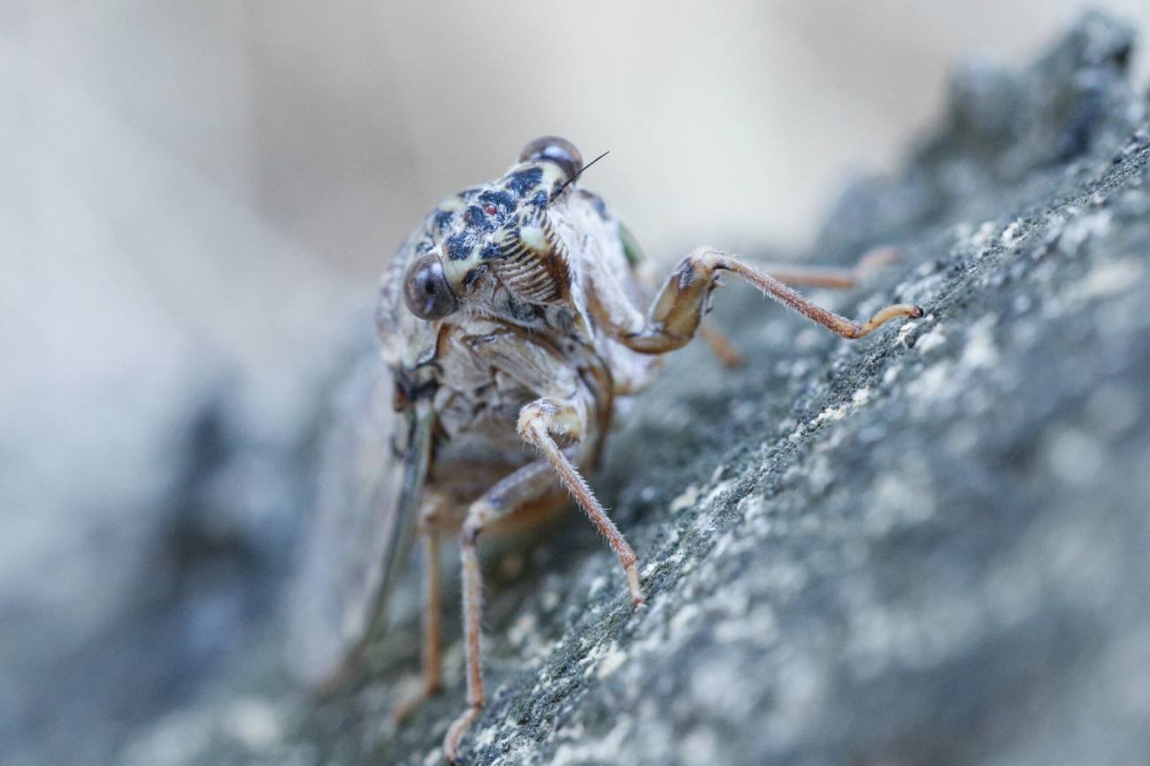 Cykadokalipsa w USA.