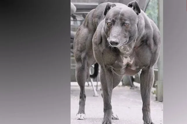 Wendy the Whippet - charcica ze zniszczonym genem odpowiadajacym za hamowanie rozrostu mięśni